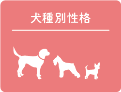 犬種別性格